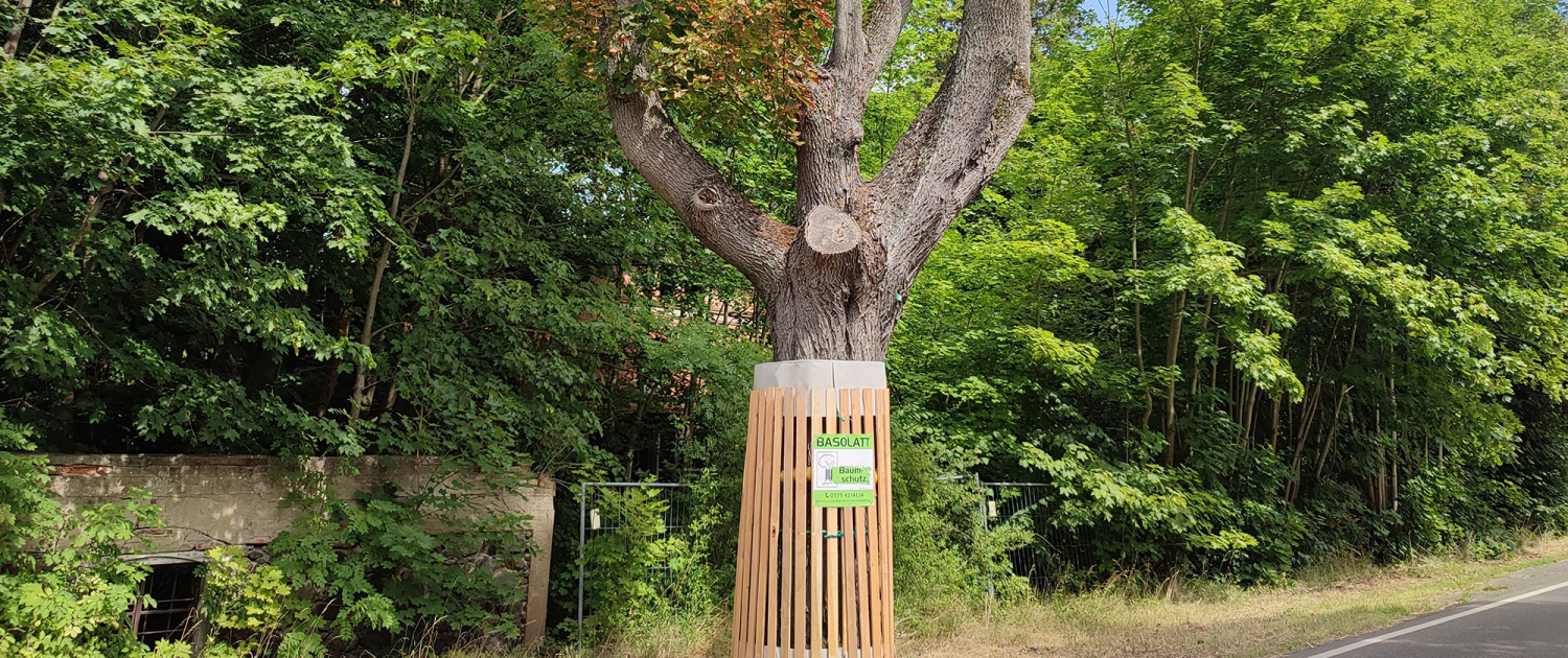 Baumschutz von Basolatt Porges